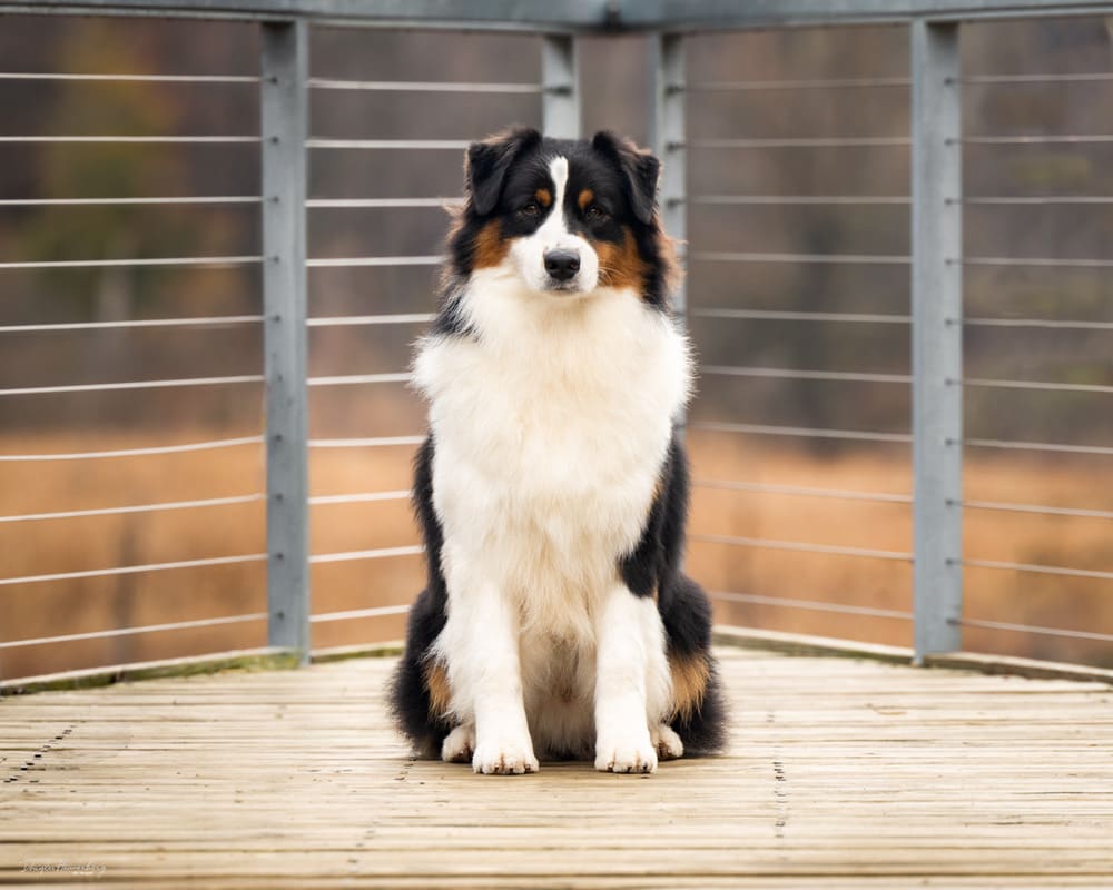Australian shepherd Dazen