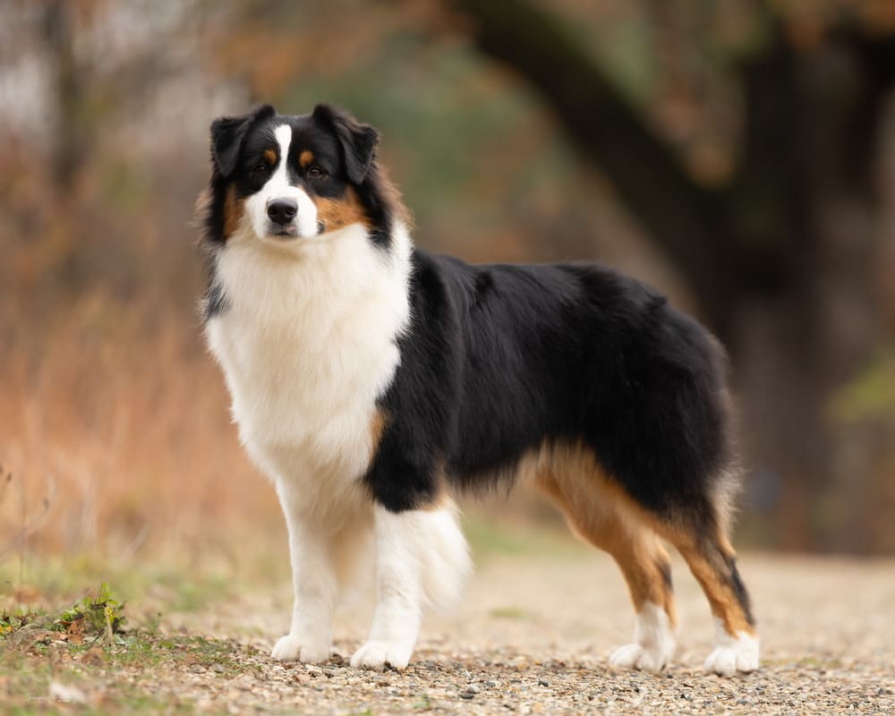 Australian shepherd Dazen