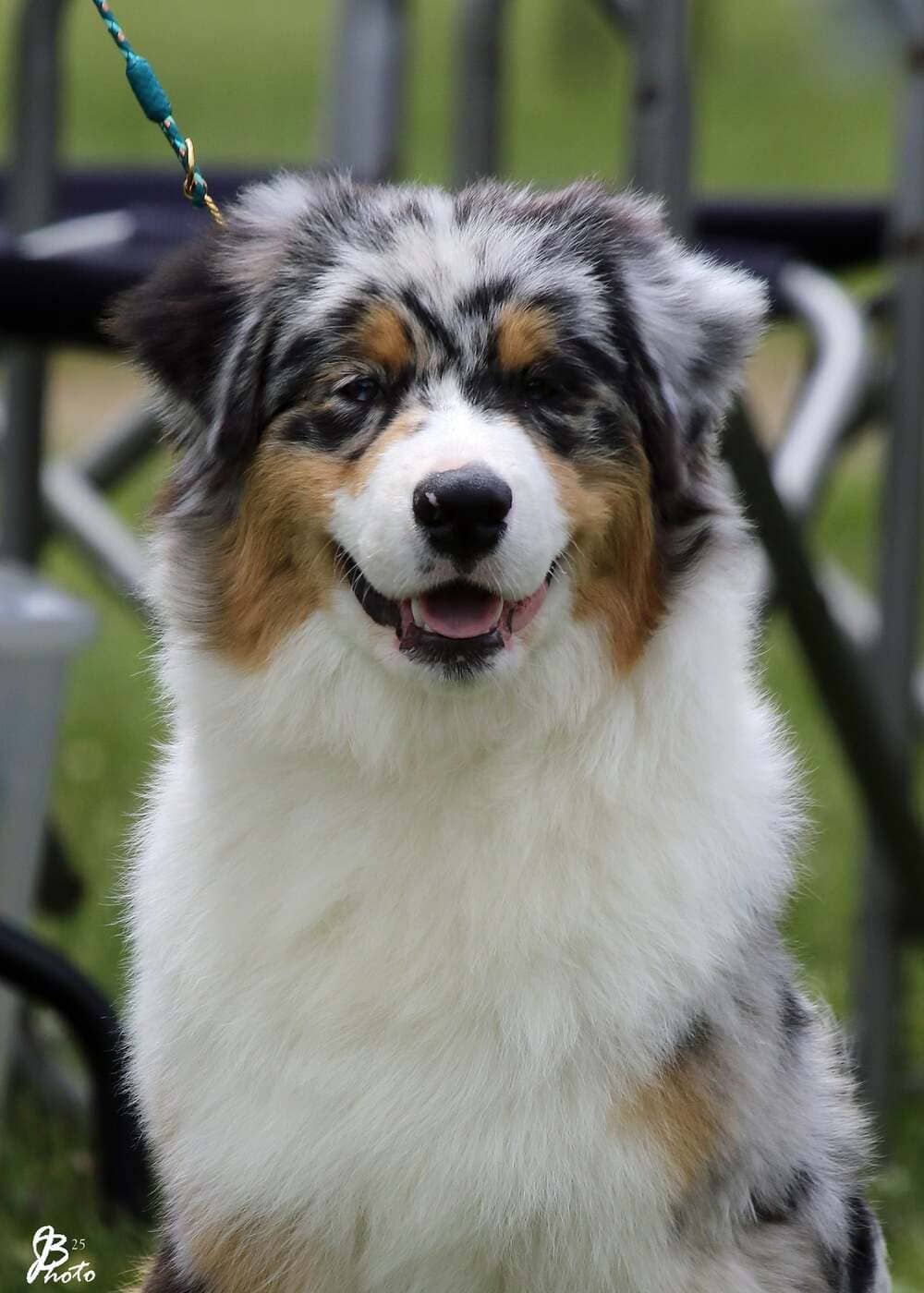 Aussie shepherd Ivan