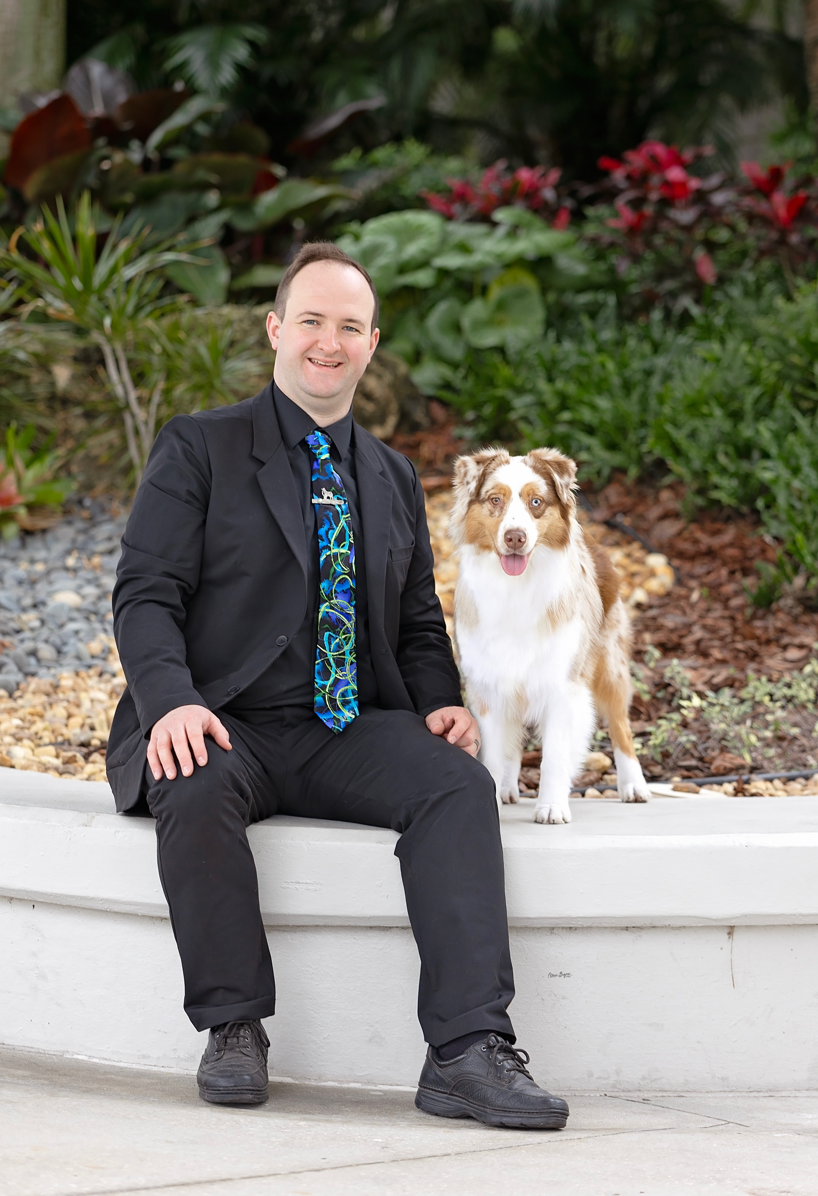 Beautiful Australian shepherd female standing next to handler