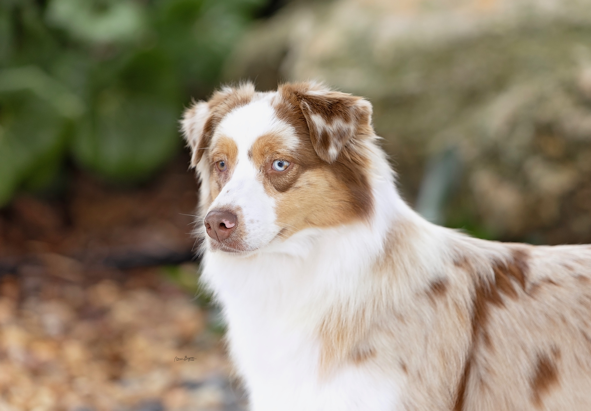 Beautiful Australian shepherd female close up