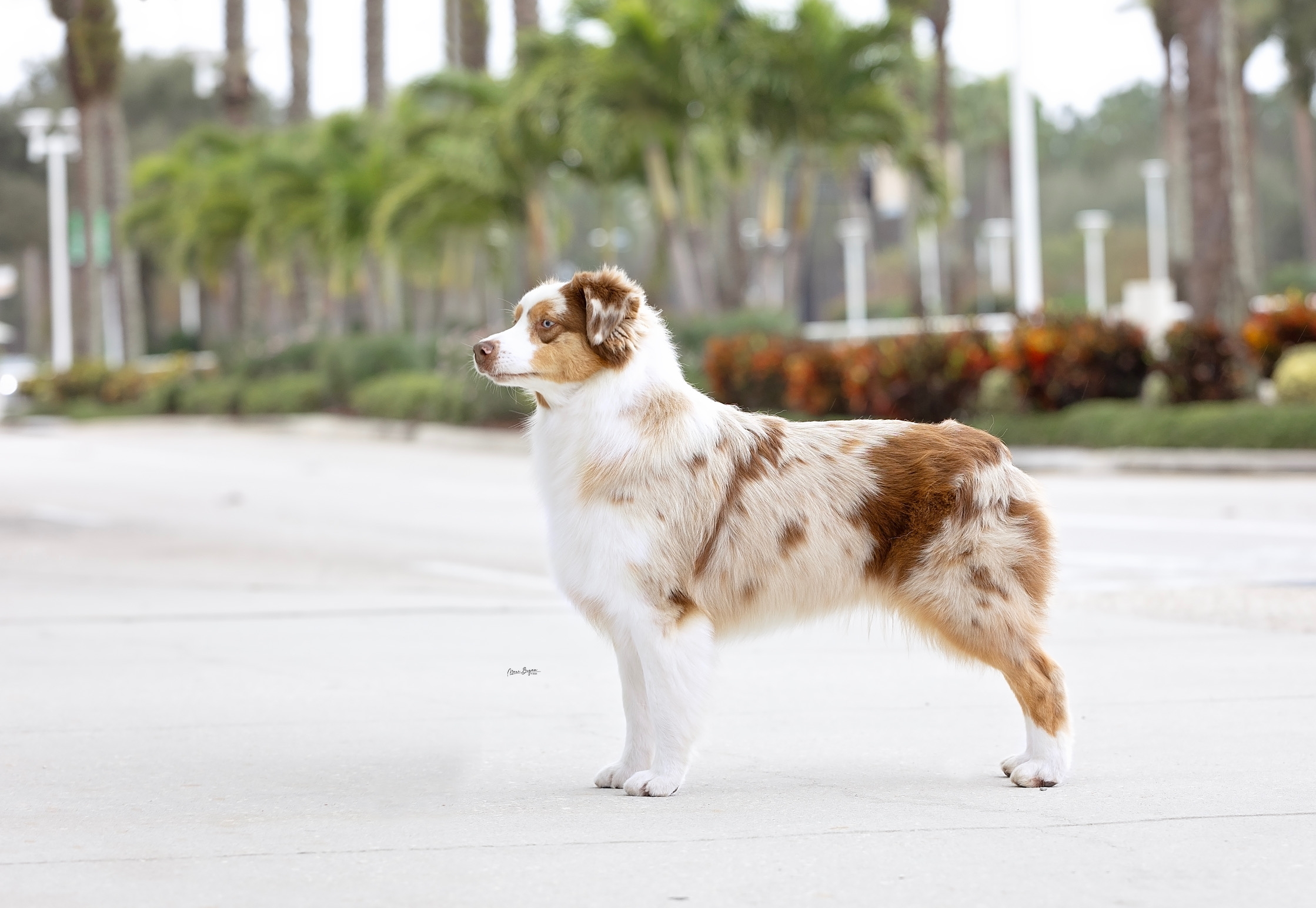 Beautiful Australian shepherd female standing in front of palm trees