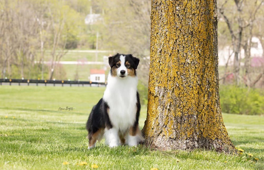 River the Australian shepherd