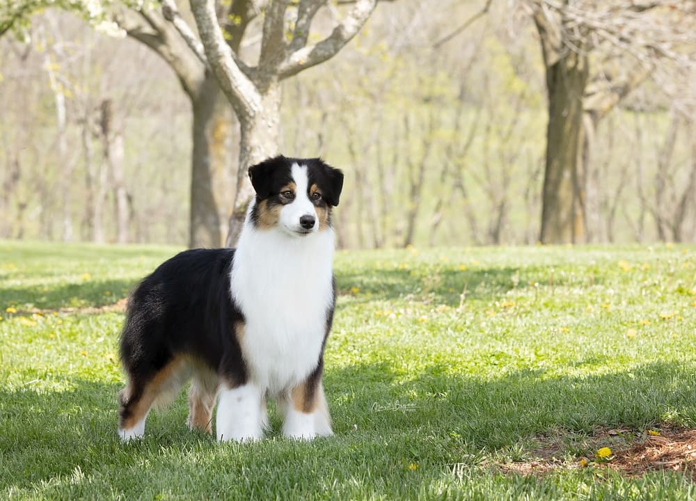 River the Australian shepherd