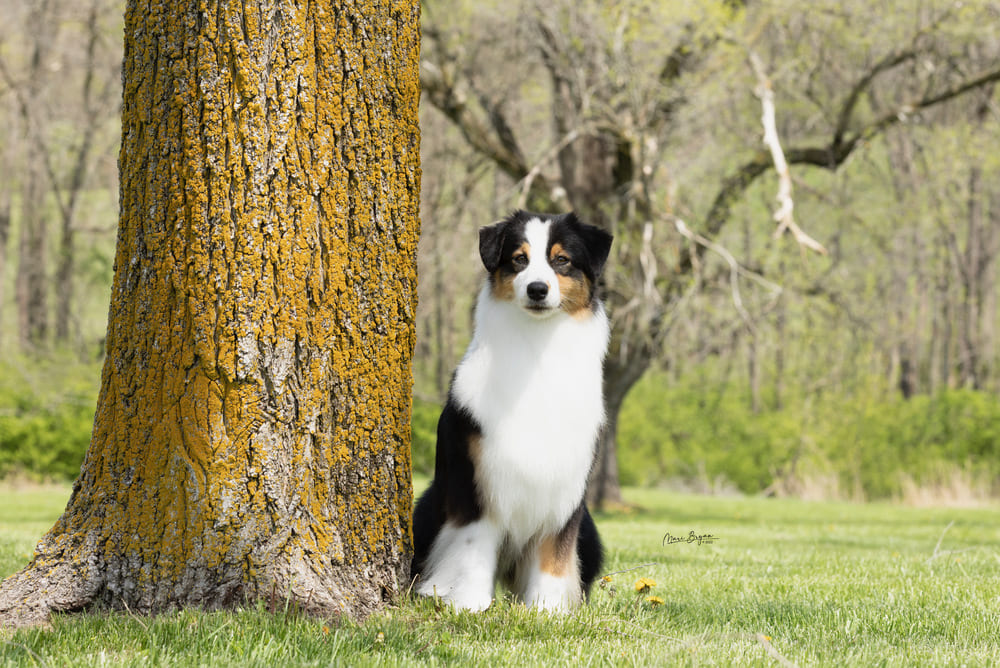 River the Australian shepherd