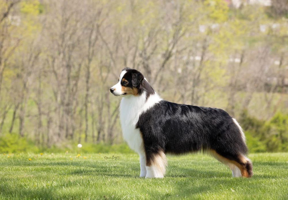 River the Australian shepherd