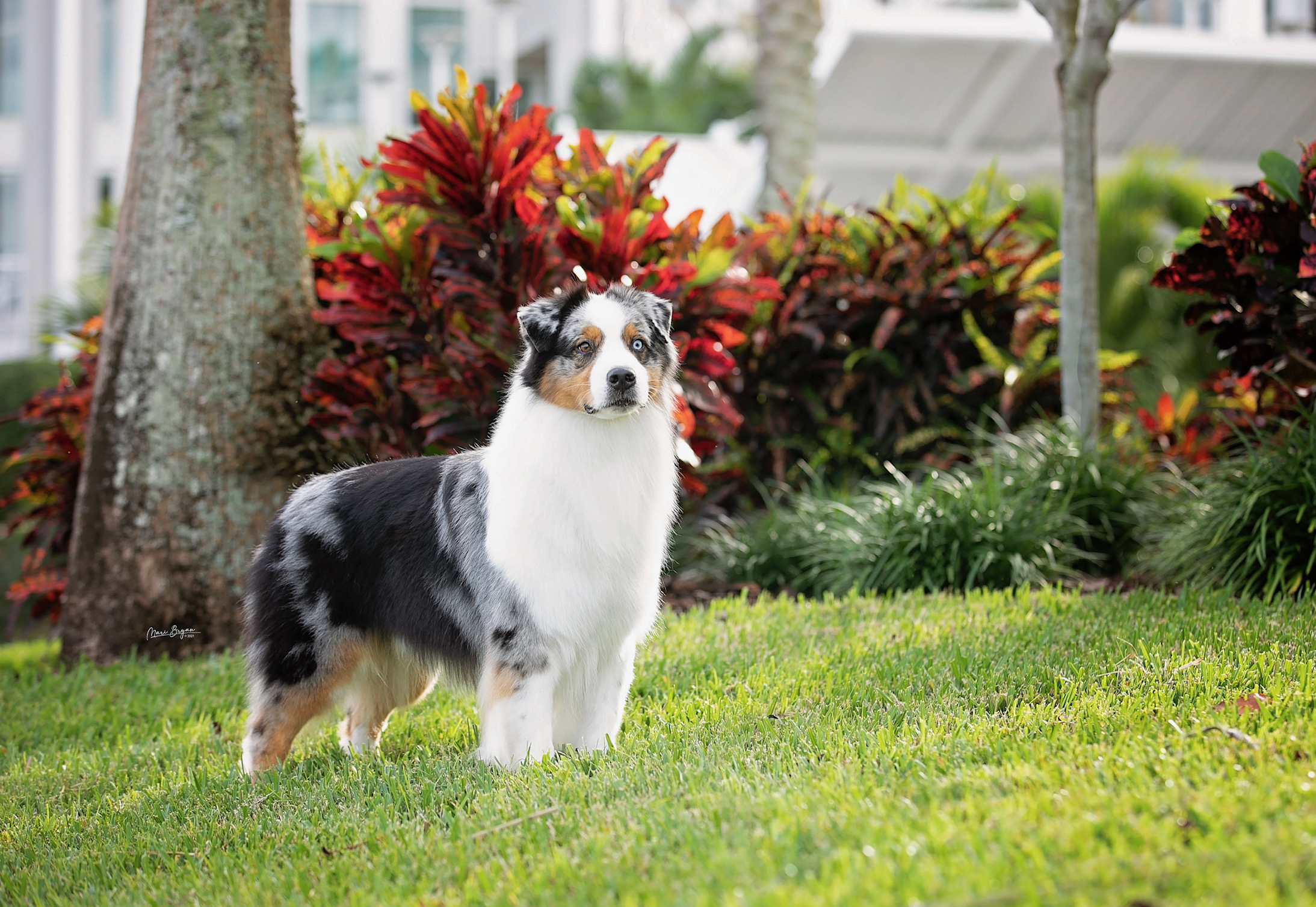 Australian shepherd named Robb