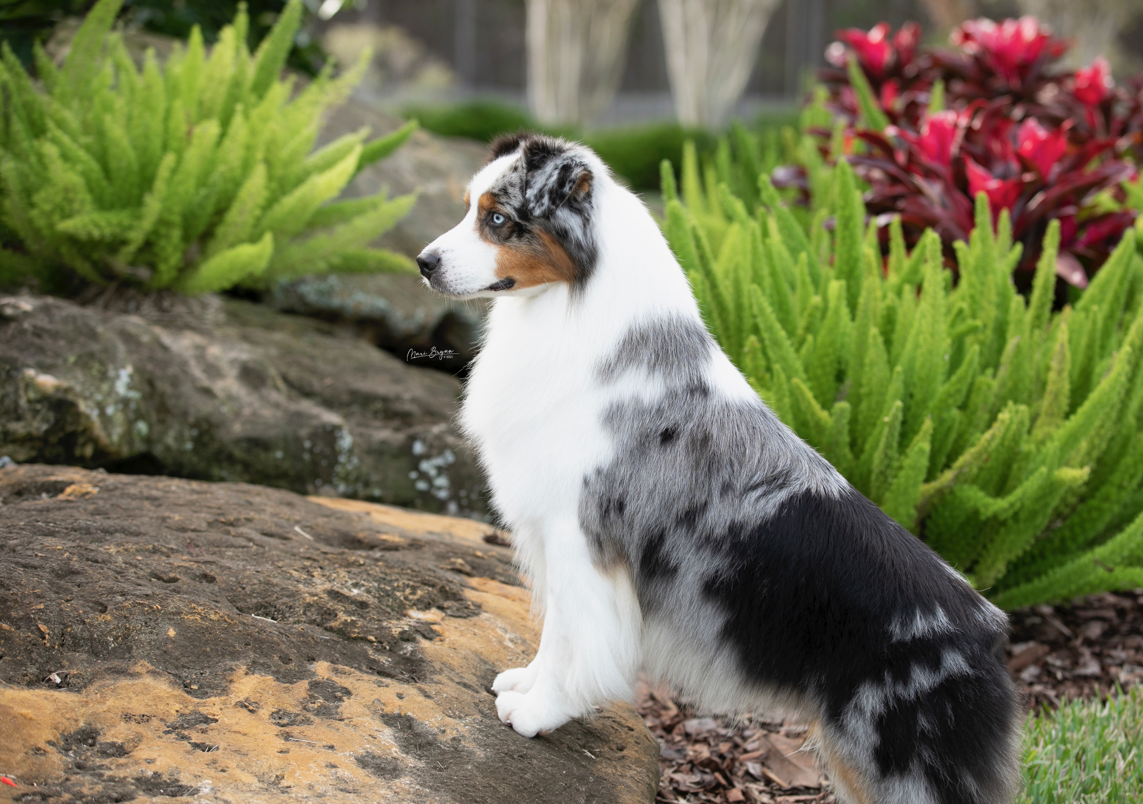 Australian shepherd named Robb