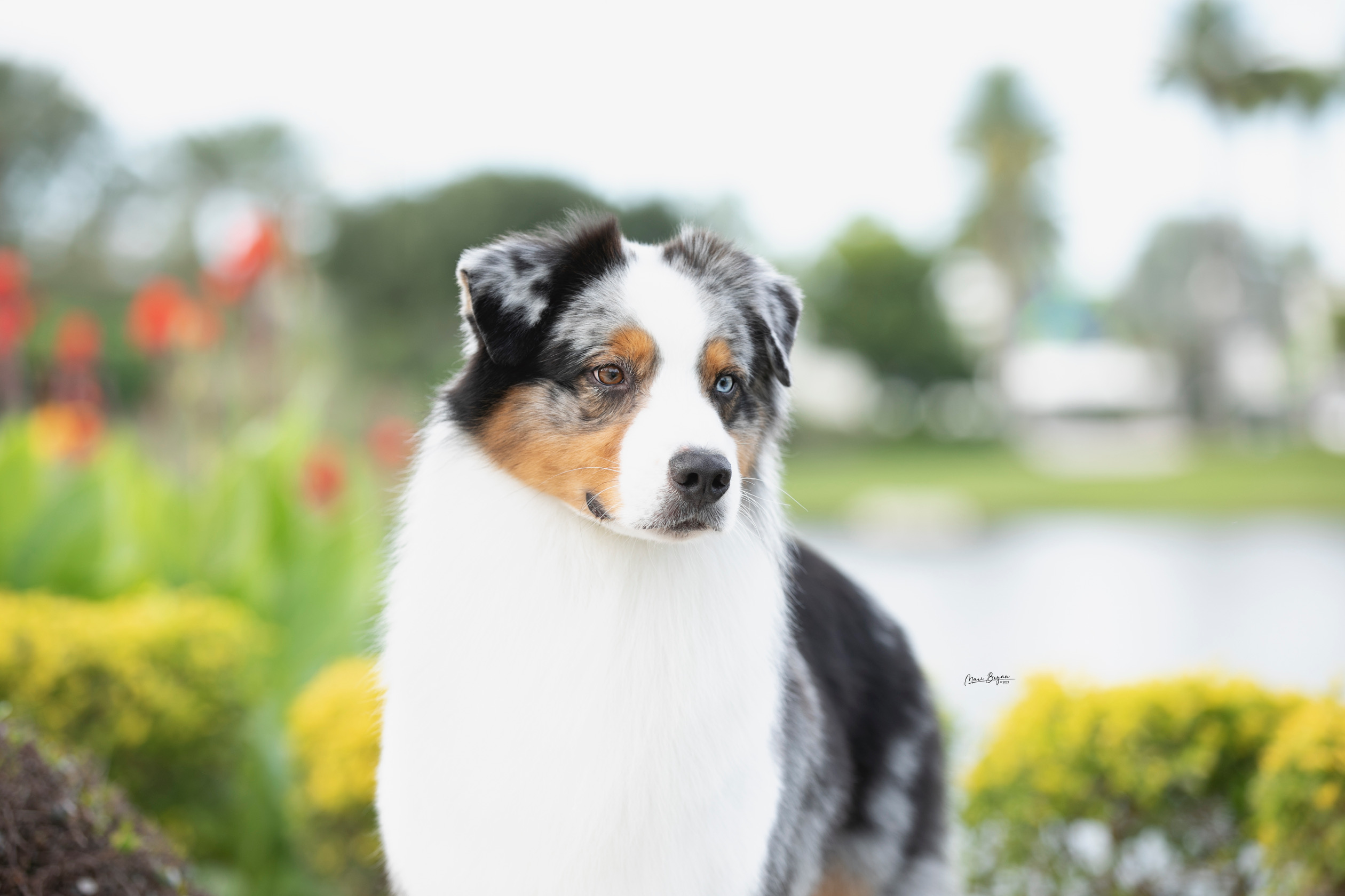 Australian shepherd named Robb