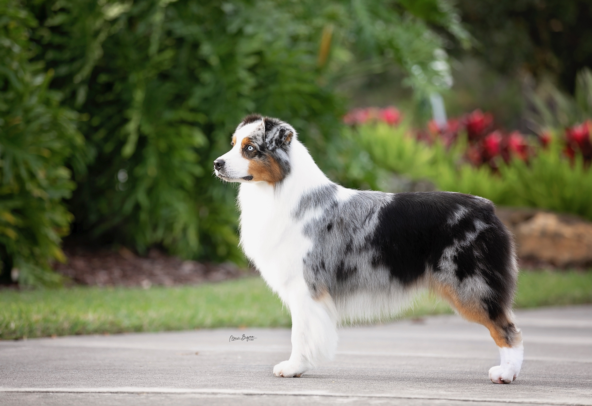 Australian shepherd named Robb