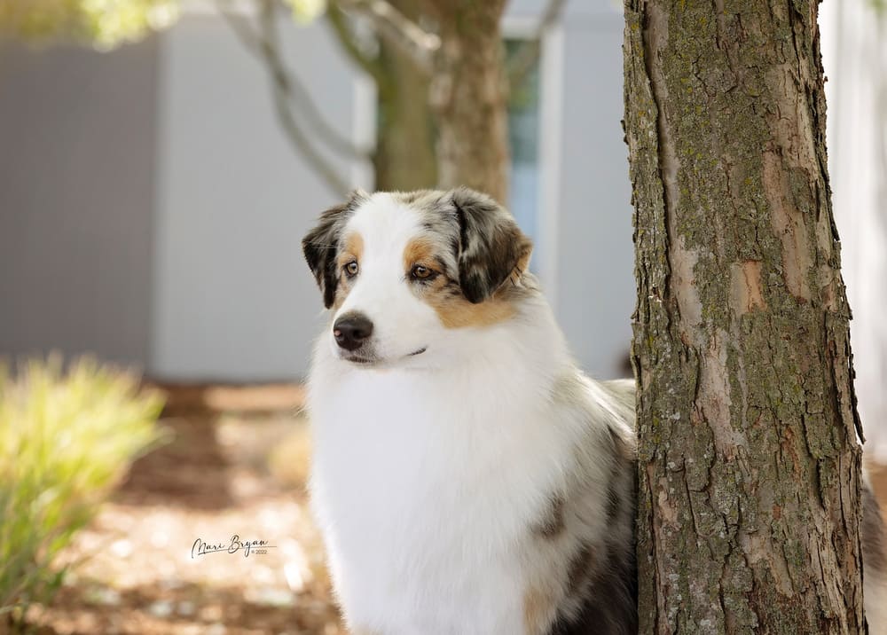 Close up of skye the aussie