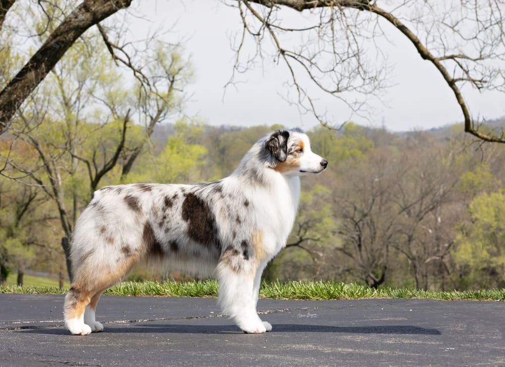 Skye the aussie under a tree