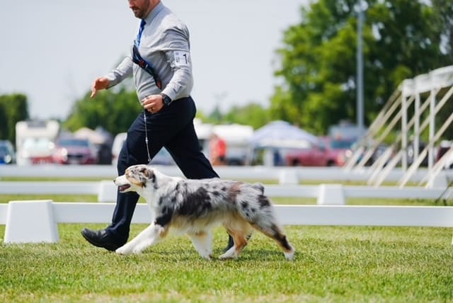 Skye the aussie walking on a leash