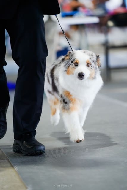 Skye the aussie walking with handler on leash